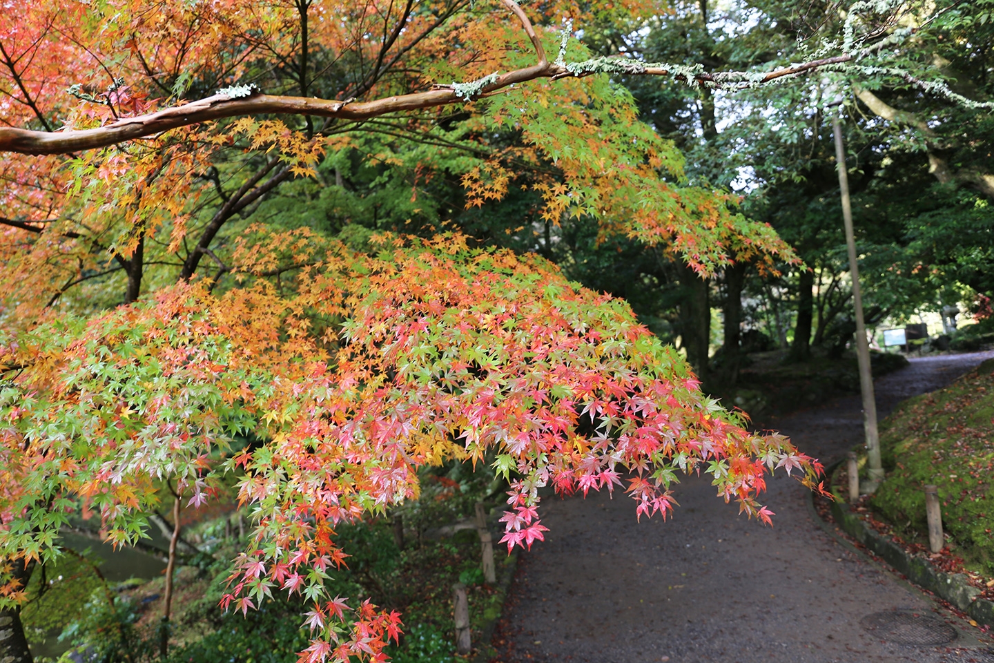 成田山公園紅葉状況