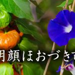 2016年朝顔ほおづき市