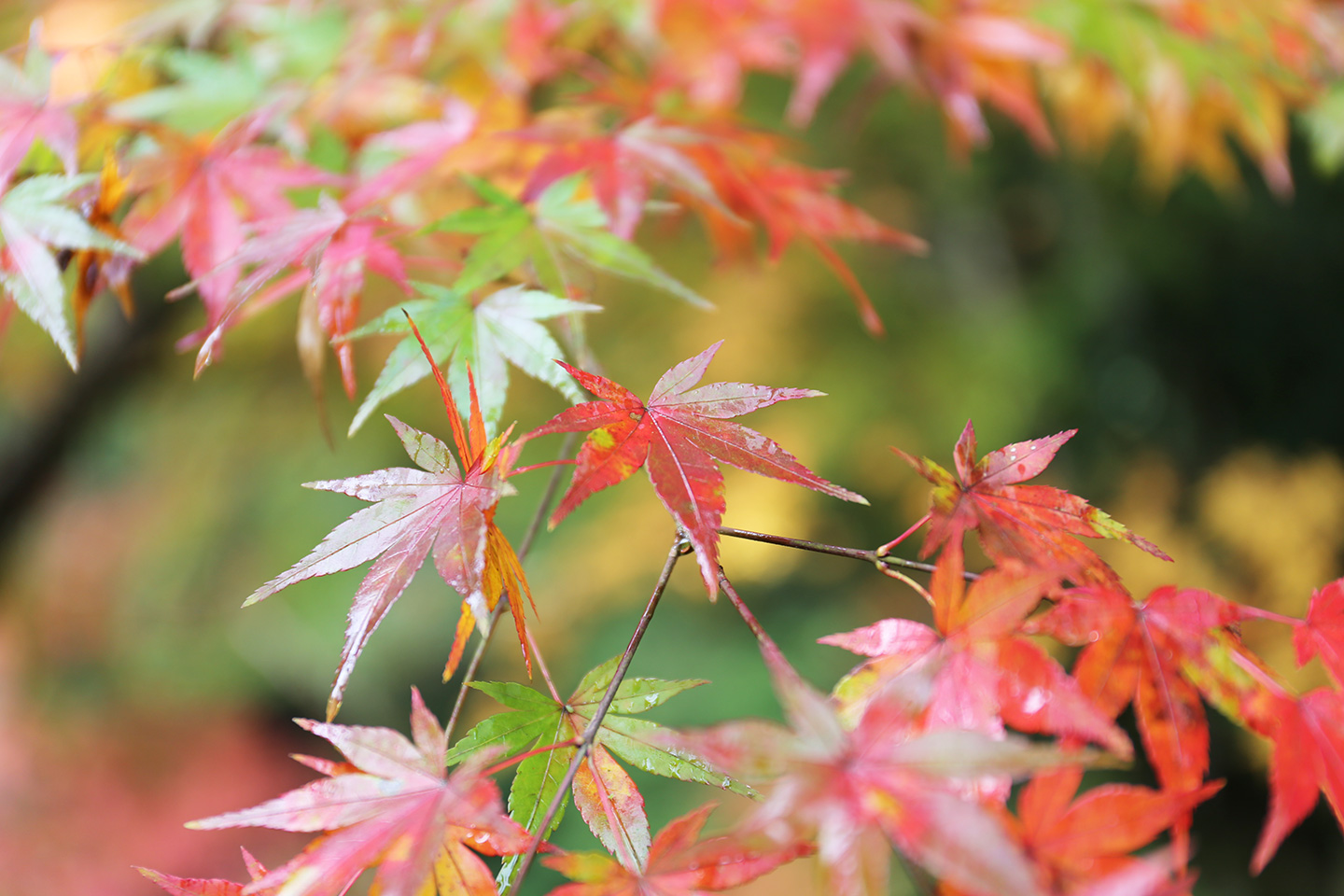 紅葉状況 11 17撮影 成田山公園の紅葉を撮影してきたよ 成田リポート