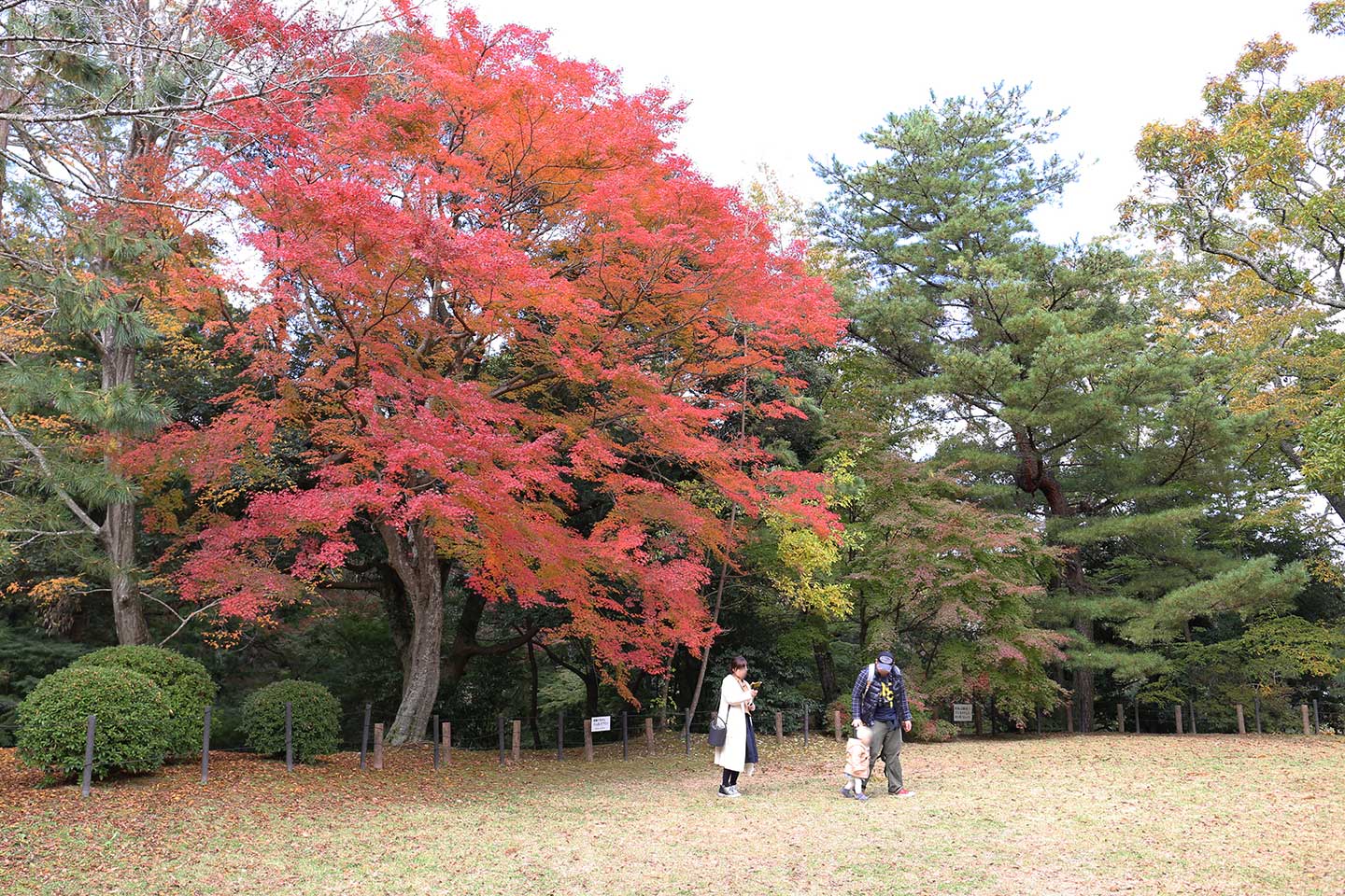 千葉県成田市新勝寺では 成田山公園紅葉まつり が開催中です 紅葉の中をゆっくりお散歩しませんか 成田リポート